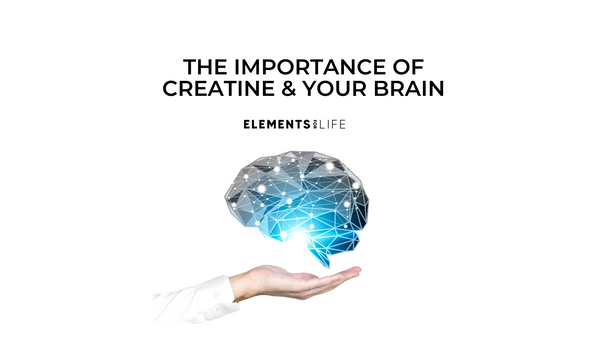 The Importance Of Creatine And Your Brain